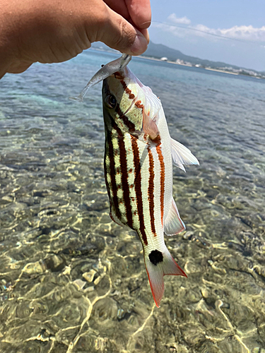 アミメフエダイの釣果