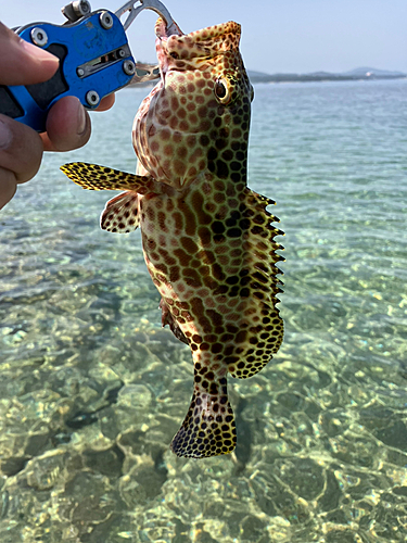 イシミーバイの釣果