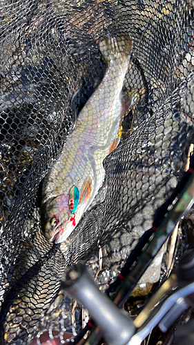 ホウライマスの釣果