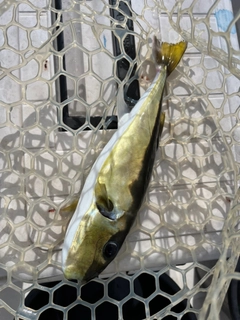 シロサバフグの釣果