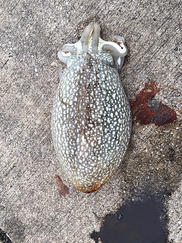 シリヤケイカの釣果