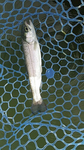 レインボートラウトの釣果