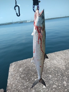 サゴシの釣果