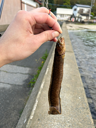 ダイナンギンポの釣果