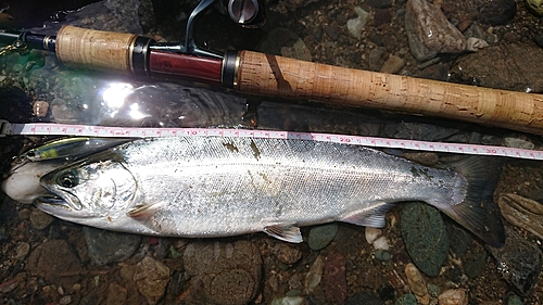 アマゴの釣果