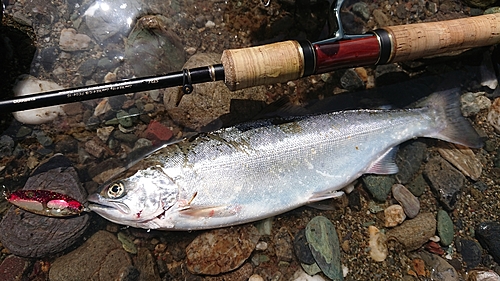 アマゴの釣果