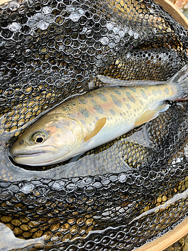 ヤマメの釣果