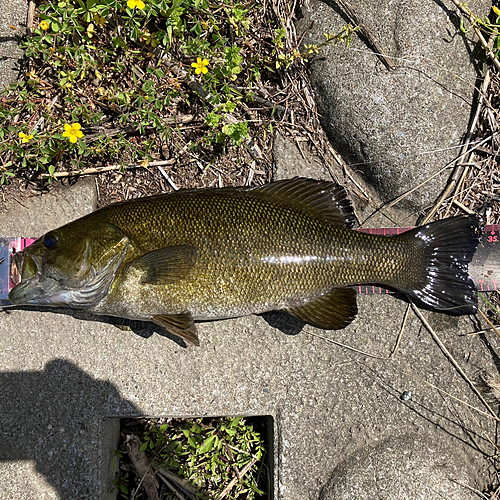 スモールマウスバスの釣果