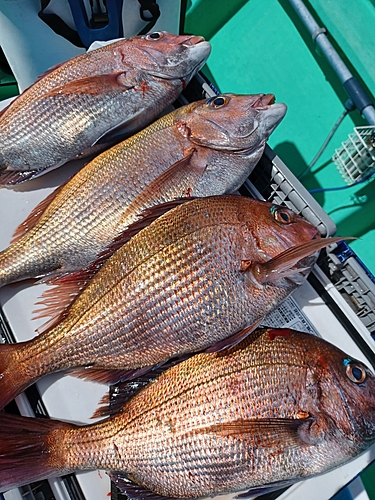 マダイの釣果