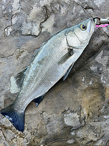 ヒラスズキの釣果