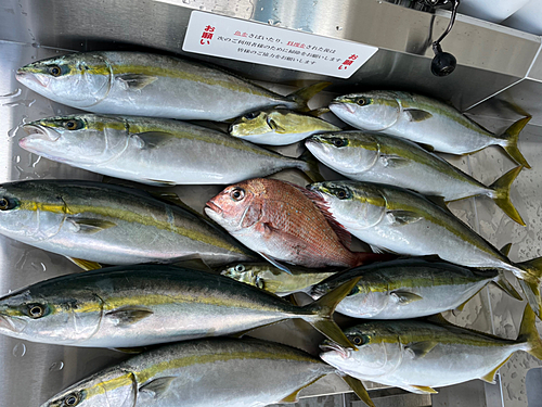 ブリの釣果