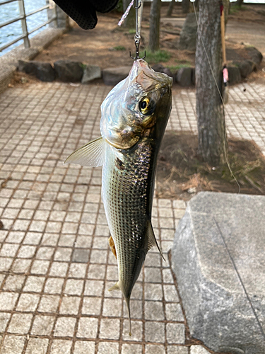 コノシロの釣果