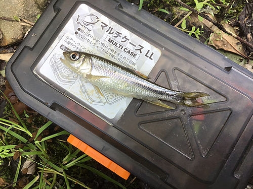 カワムツの釣果