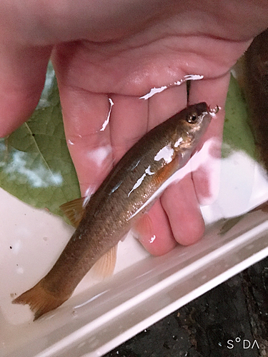 アブラハヤの釣果