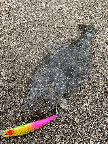 ヒラメの釣果