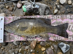 スモールマウスバスの釣果