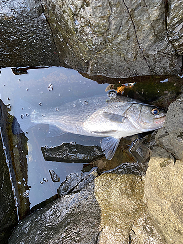 ヒラスズキの釣果