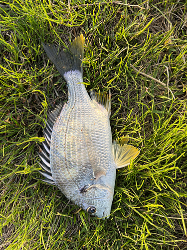 キビレの釣果