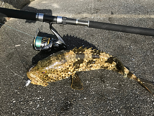 ヤイトハタの釣果