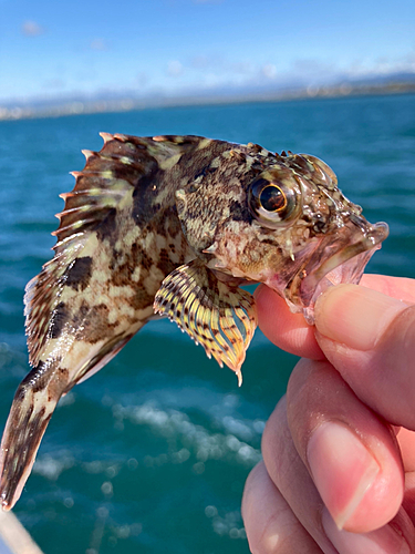 アラカブの釣果