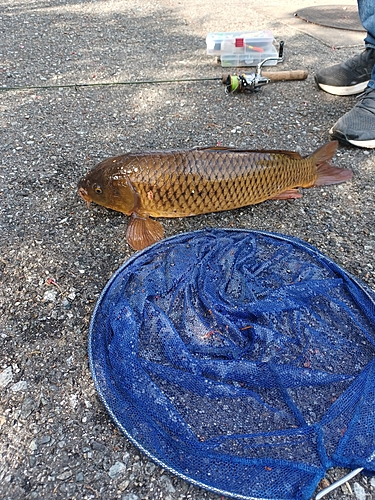 コイの釣果