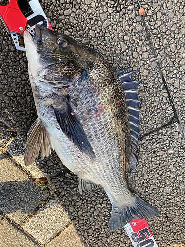 チヌの釣果