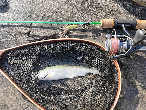 アマゴの釣果