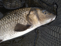 ニゴイの釣果