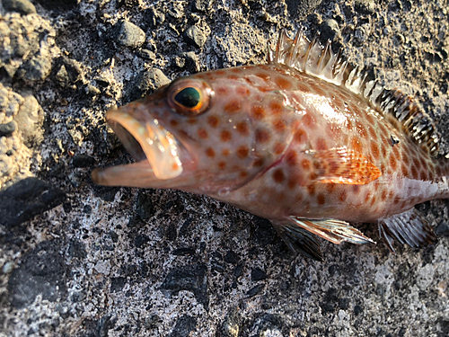 オオモンハタの釣果