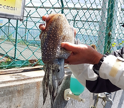 シリヤケイカの釣果