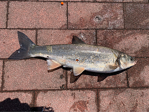 ウグイの釣果