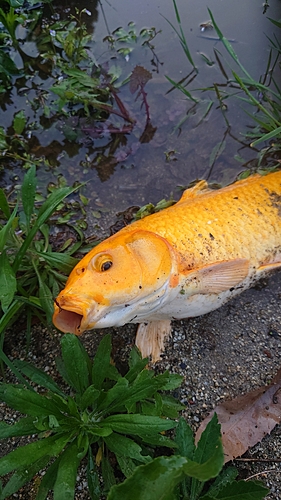 コイの釣果