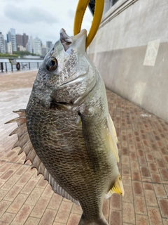 キビレの釣果