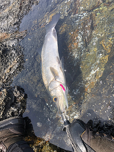 ヒラスズキの釣果