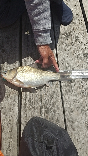 ヘラブナの釣果