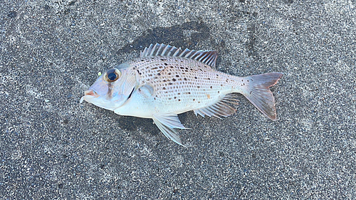 シロダイの釣果