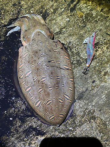 コウイカの釣果