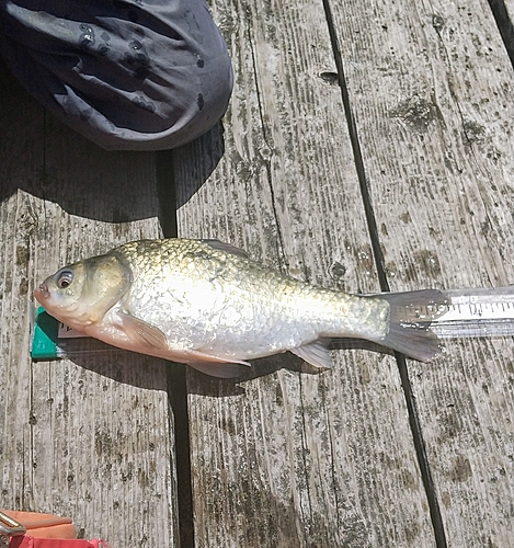 ヘラブナの釣果