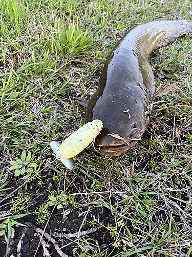 ナマズの釣果