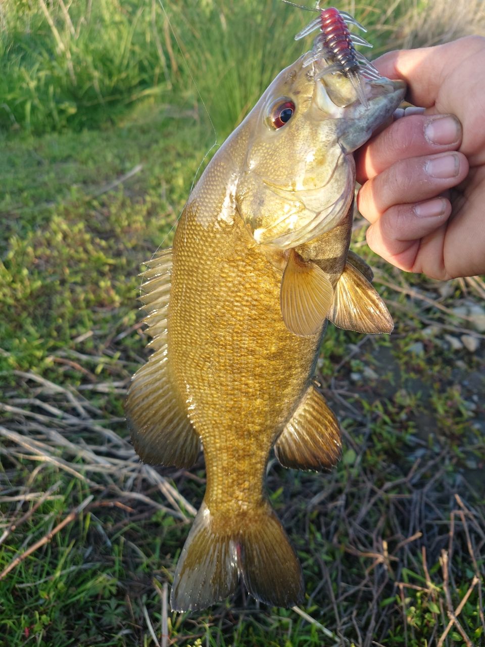 スモールマウスバス