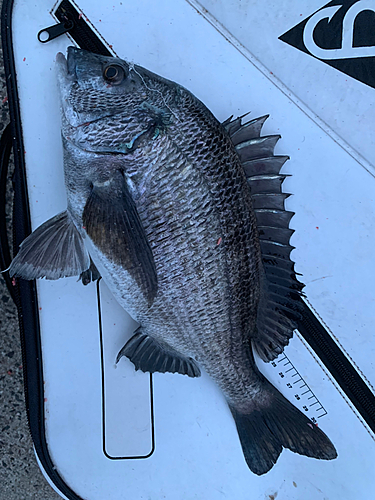 クロダイの釣果