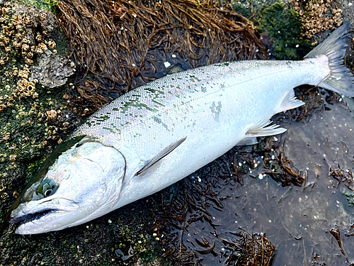 サクラマスの釣果