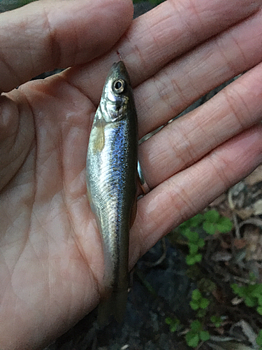 アブラハヤの釣果