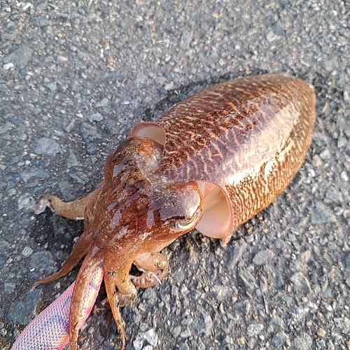 コウイカの釣果