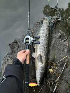 ライギョの釣果