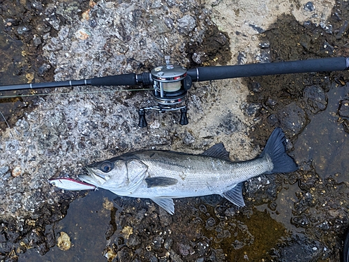 セイゴ（マルスズキ）の釣果