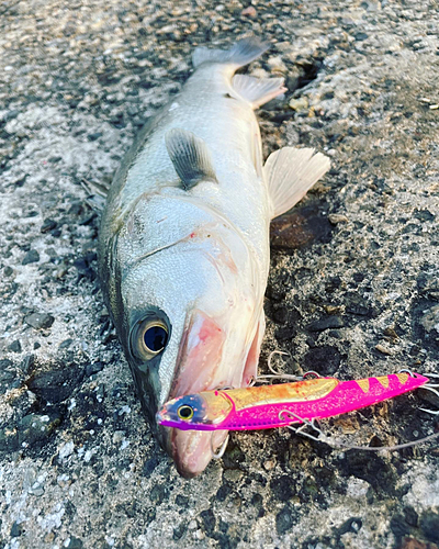 シーバスの釣果