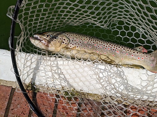 ブラウントラウトの釣果