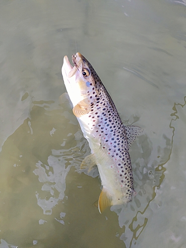 ブラウントラウトの釣果