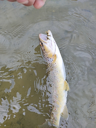 ブラウントラウトの釣果